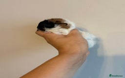 Guinea Pig rodents for sale: Peruvian Mix Boars For Sale  - Image 3