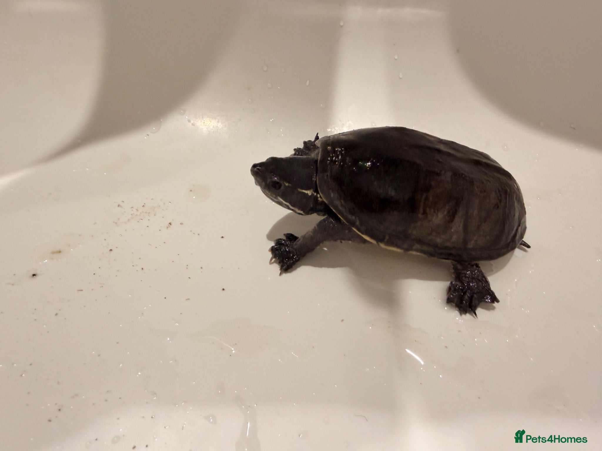 Turtle reptiles 1 common musk turtle without set up.  - Advert 1