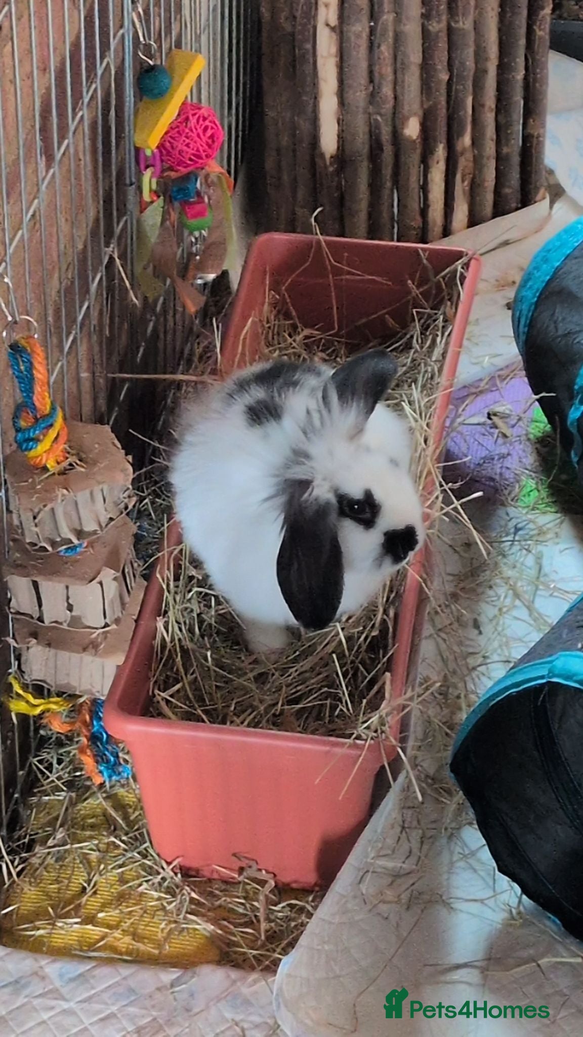 Mini Lop rabbits Mini lop - Advert 1