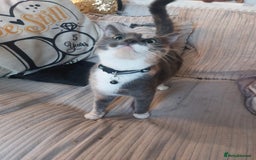 Mixed Breed cats for sale: 4 beautiful kittens looking for their forever home - Image 5