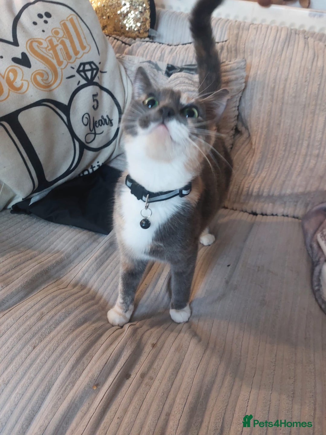 Mixed Breed cats for sale: 4 beautiful kittens looking for their forever home - Image 5