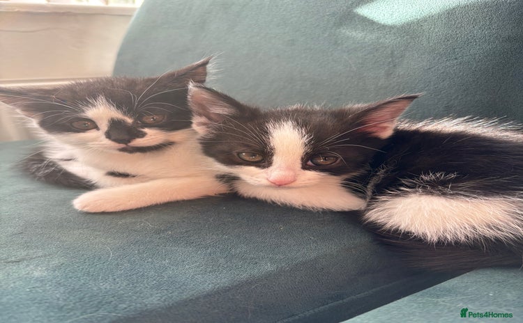 Domestic Shorthair cats - Advert 6