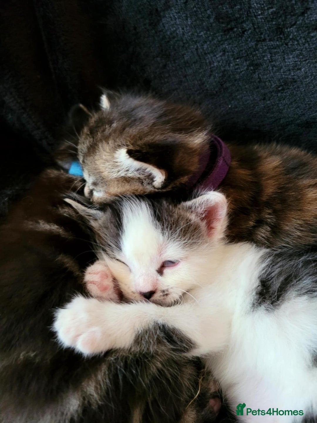 Mixed Breed cats for sale: Adorable Kittens Available  - Image 5