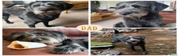 Mixed Breed dogs for sale: Beautiful double doodle puppies in Tredegar - Advert 17
