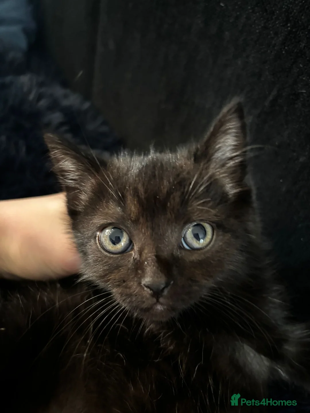 Ragdoll cats for sale: Mixed breed ragdoll kittens  - Advert 7