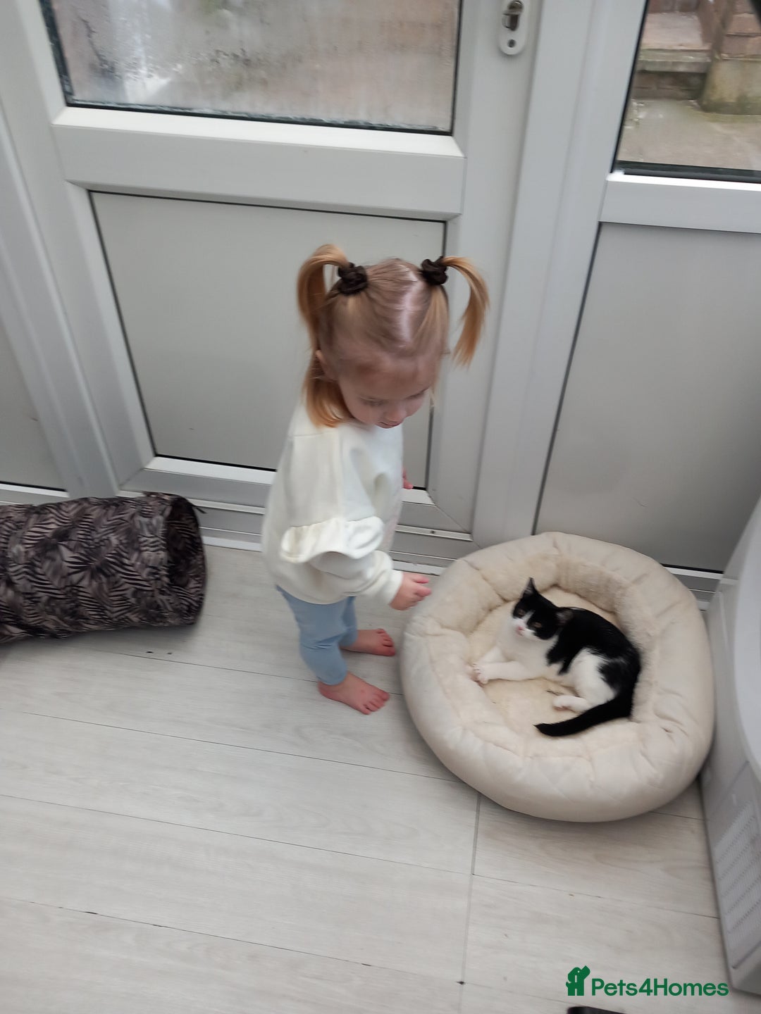 American Shorthair cats for sale: Kitten 4 months old - Advert 2