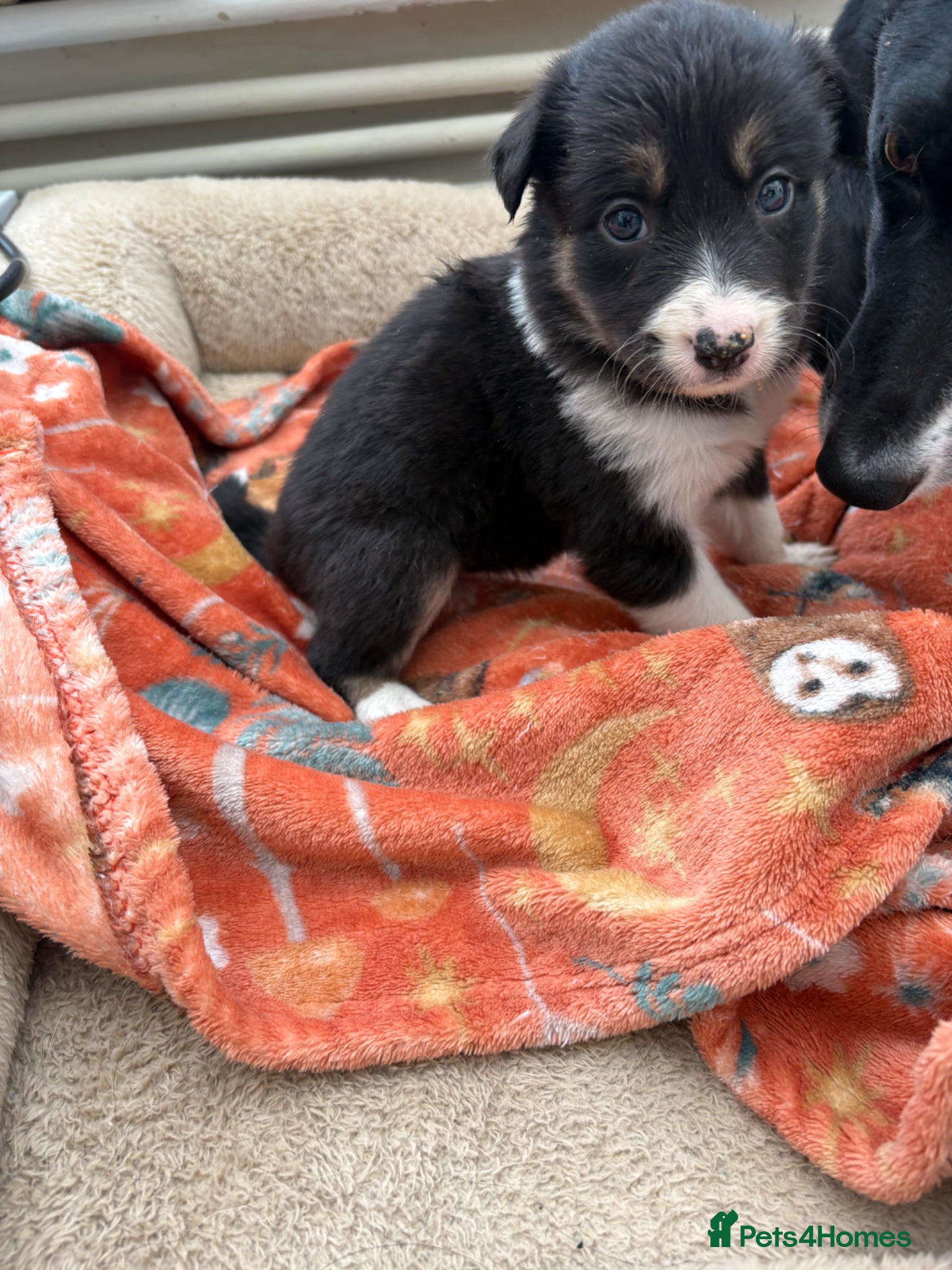 Mixed Breed dogs Beautiful Collie X Kelpie puppies available!🐶 - Advert 9