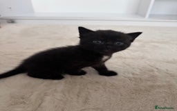 Mixed Breed cats for sale: Black Kitten Ragdoll x British Longhair Mix - Image 12