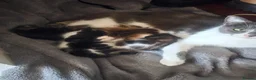 Mixed Breed cats for sale: Beautiful kitties  - Advert 25