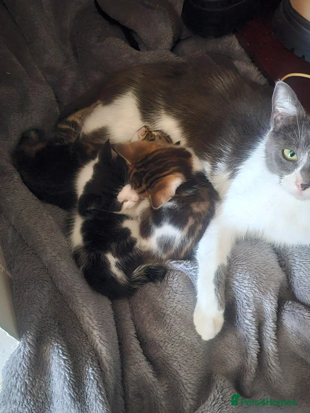 Mixed Breed cats for sale: Beautiful kitties  - Advert 25