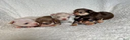 Chihuahua dogs for sale: Oh hey! We are new here! Beautiful Chihuahua pups - Advert 2