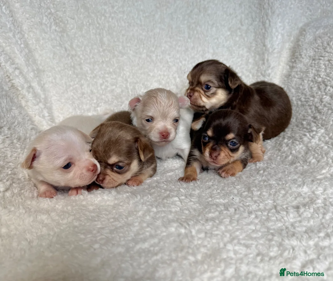 Chihuahua dogs for sale: Oh hey! We are new here! Beautiful Chihuahua pups - Advert 2