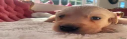 Golden Retriever dogs for sale: Beautiful Golden Retriever Puppies - Advert 12