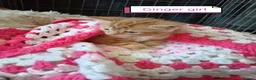 Mixed Breed cats for sale: Ginger kittens 3 girls 3 boys - Advert 9