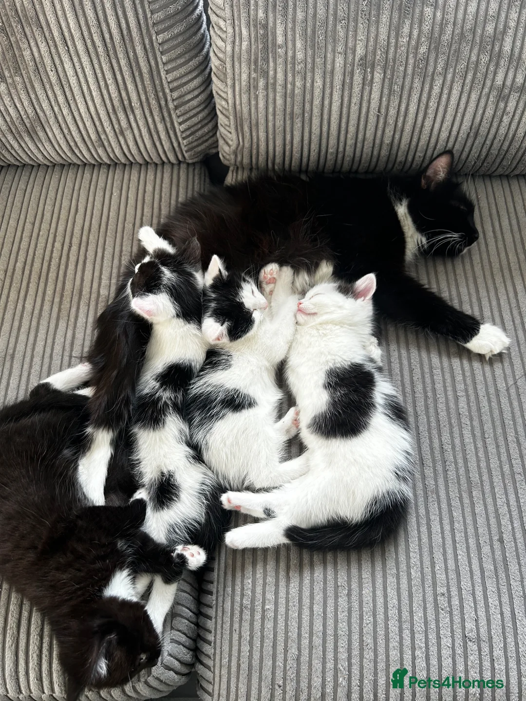 Mixed Breed cats for sale: Kitten 8 weeks old,black & white, loving, lap cat - Advert 8