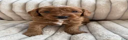 Cavapoochon dogs for sale: Last one - Mr Green looking for his forever family - Advert 31