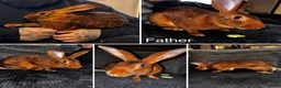 Belgian Hares rabbits for sale: Mixed Belgian hares - Advert 7