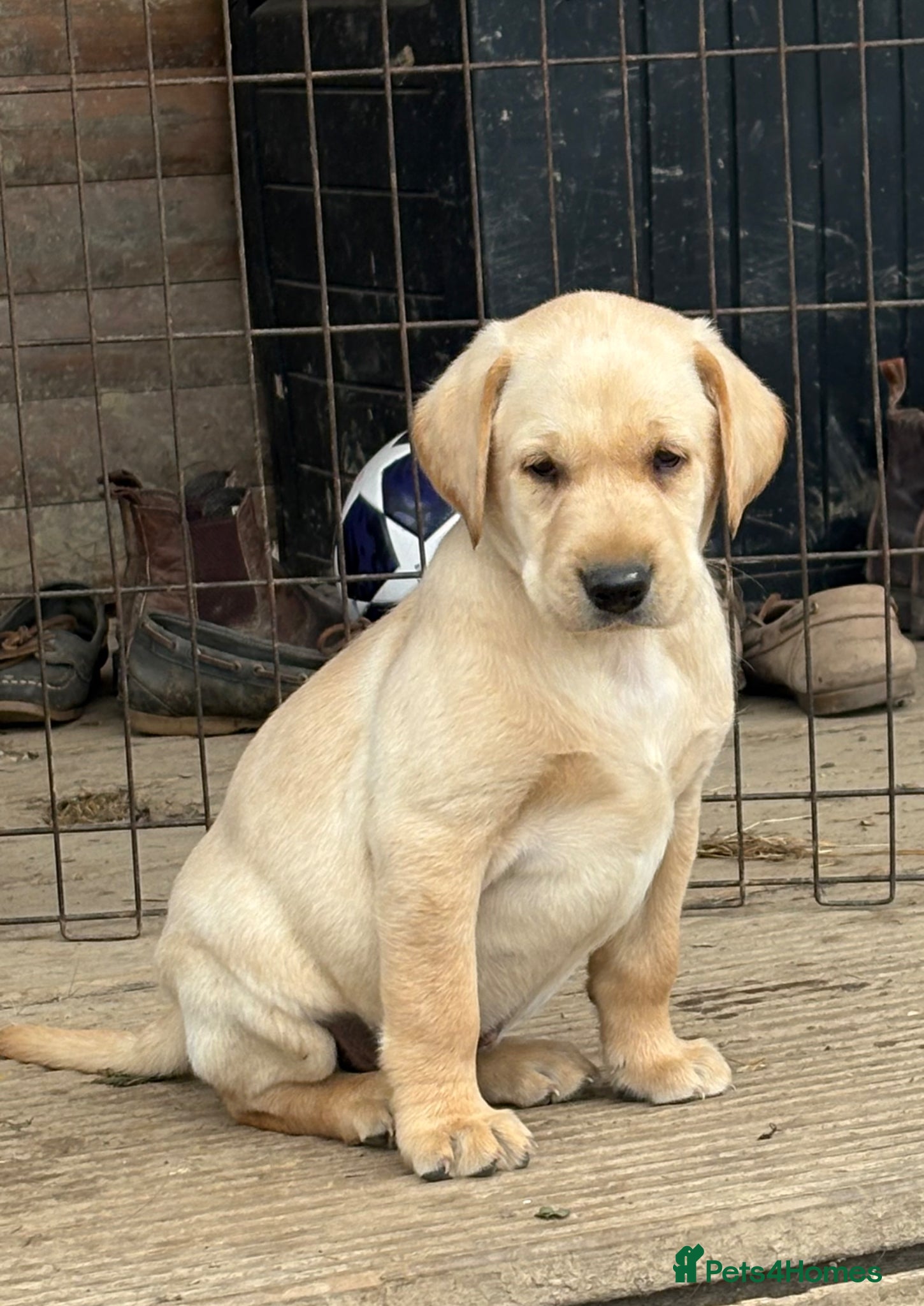 Labrador Retriever dogs Gorgeous KC Registered Labrador Puppies  - Advert 3