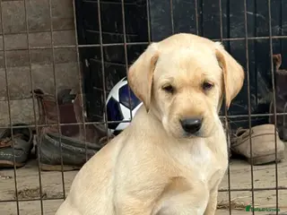 Labrador Retriever dogs Gorgeous KC Registered Labrador Puppies - Advert 14