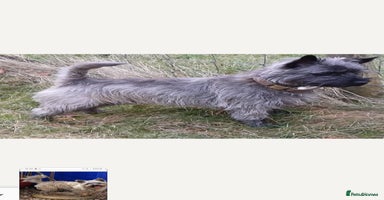 Cairn Terrier dogs - Advert 2