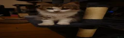 Siberian cats for sale: Special needs Siberian Kitten needs a loving home - Advert 5