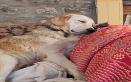 Golden Retriever dogs for sale: ❤️ Superb Golden Retriever Puppies-1 LEFT❤️ - Image 38
