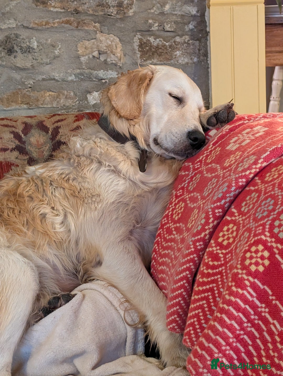 Golden Retriever dogs for sale: ❤️ Superb Golden Retriever Puppies-1 LEFT❤️ - Image 38