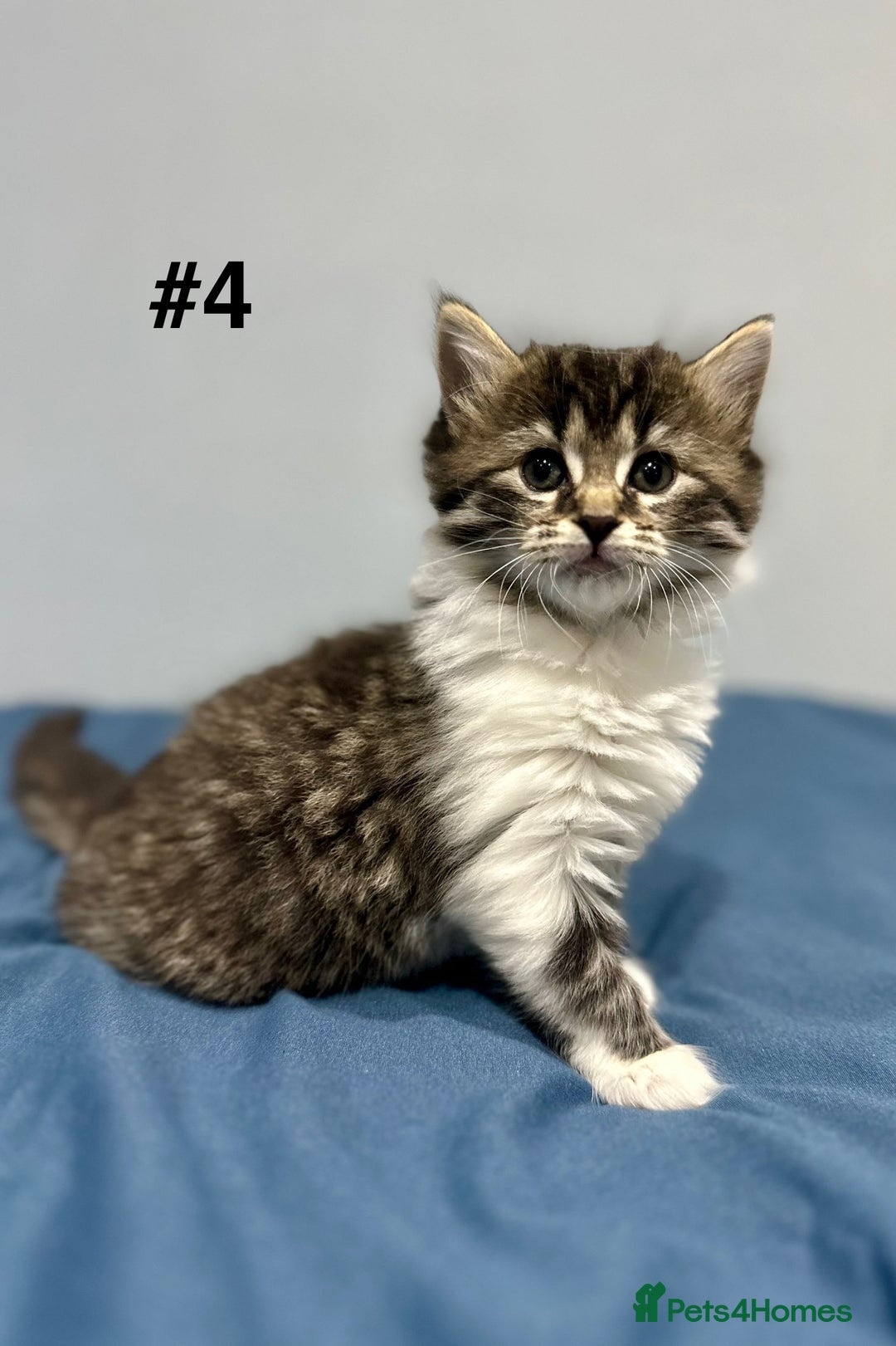 Mixed Breed cats for sale: 4 fluffy girls - Image 16
