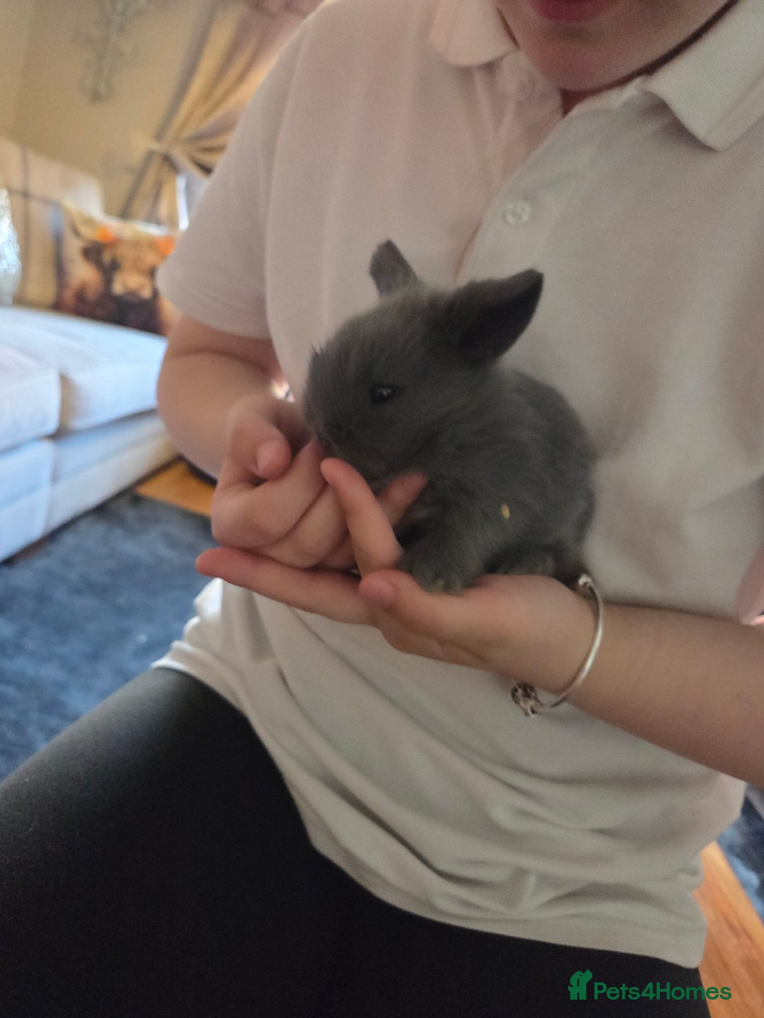 Lionhead rabbits for sale: Lionhead rabbits - Image 3