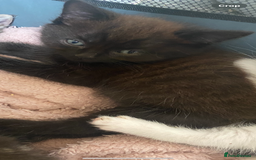 British Longhair cats for sale: fluffy kittens ready to leave now  - Image 3