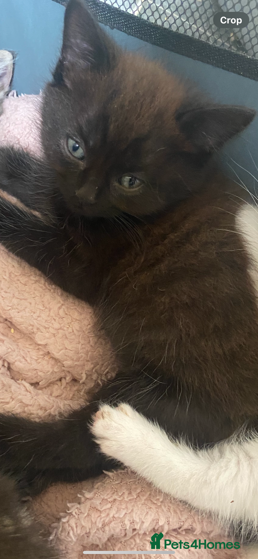 British Longhair cats for sale: fluffy kittens ready to leave now  - Image 3