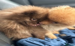 Pomeranian dogs for sale: Adorable Pom puppies 💙❤️ - Image 4