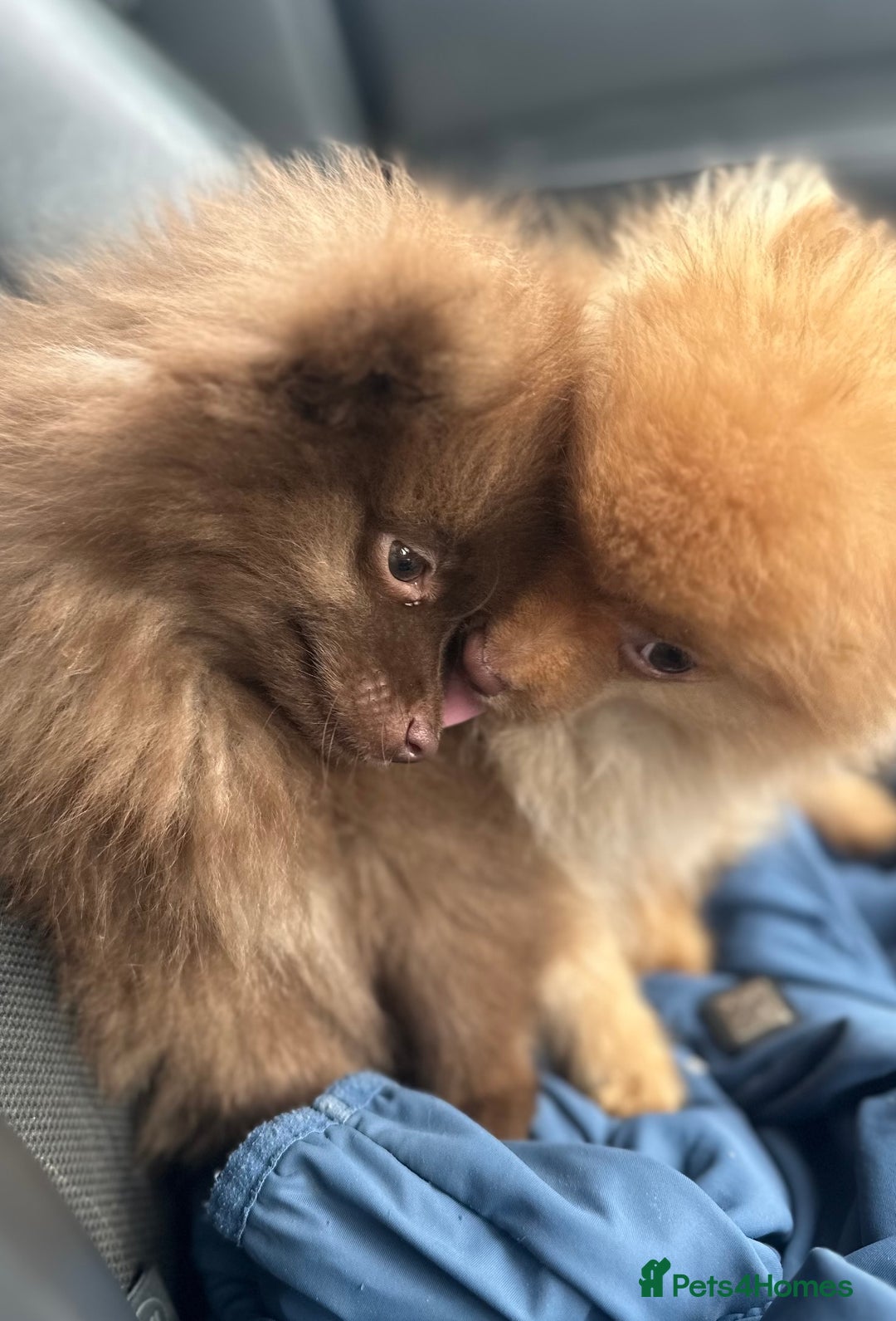 Pomeranian dogs for sale: Adorable Pom puppies 💙❤️ - Image 4