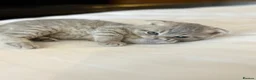 Scottish Fold cats for sale: Scottish Fold Kittens, 3 folds & 1 straight eared - Advert 1