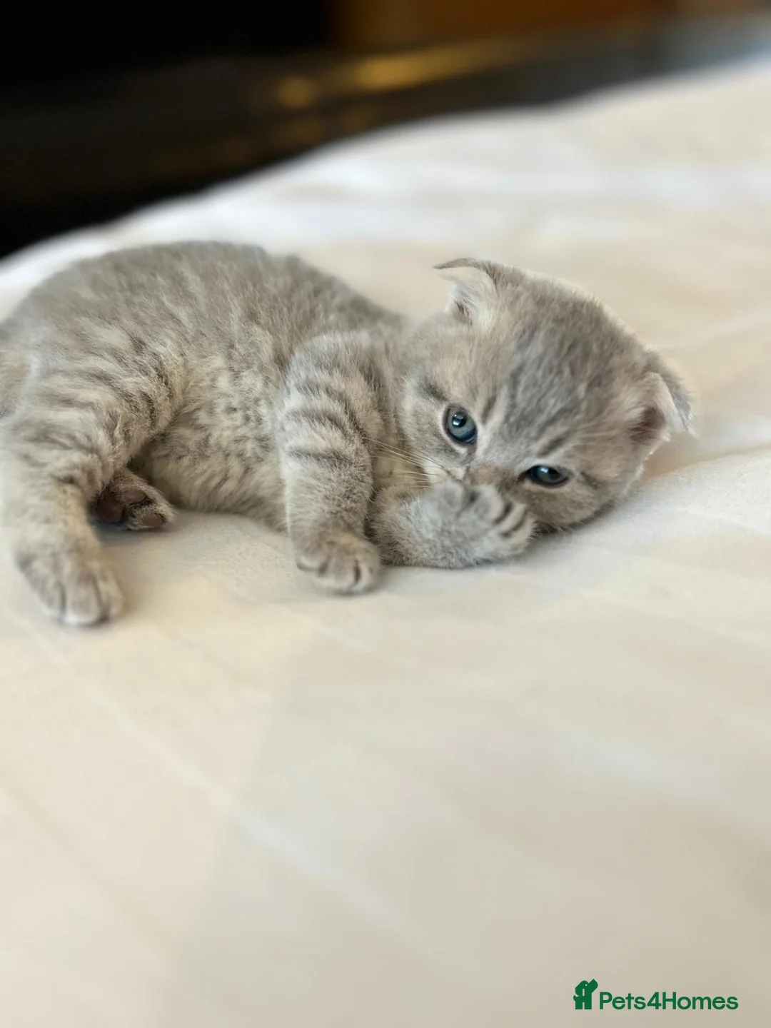 Scottish Fold cats for sale: Scottish Fold Kittens, 3 folds & 1 straight eared - Advert 1