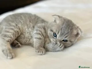 Scottish Fold cats Scottish Fold Kittens, 3 folds & 1 straight eared - Advert 15