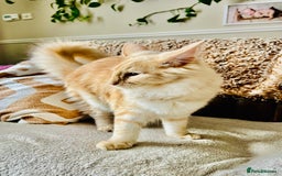 Norwegian Forest Cat cats for sale: Full FIFe pedigree Norwegian Forest Kittens  in Normanton - Image 28