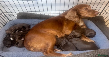 Cocker Spaniel dogs Working cocker spaniel puppies - Advert 12