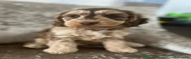 Cockapoo 3