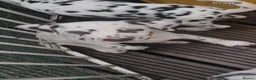 Dalmatian dogs for sale: Dalmation puppies 3 Left  - Advert 7