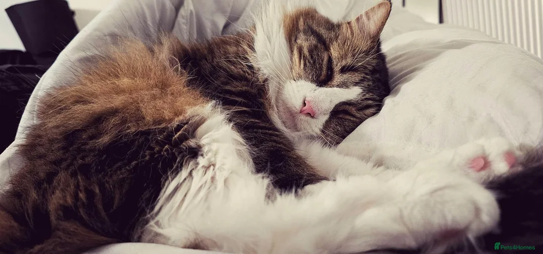 Mixed Breed cats for sale: Gorgeous 9yo Maine Coon x Tabby cat for sale. - Advert 1