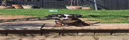 Mixed Breed dogs for sale: 7 month old mix breed Ziggy - Advert 8