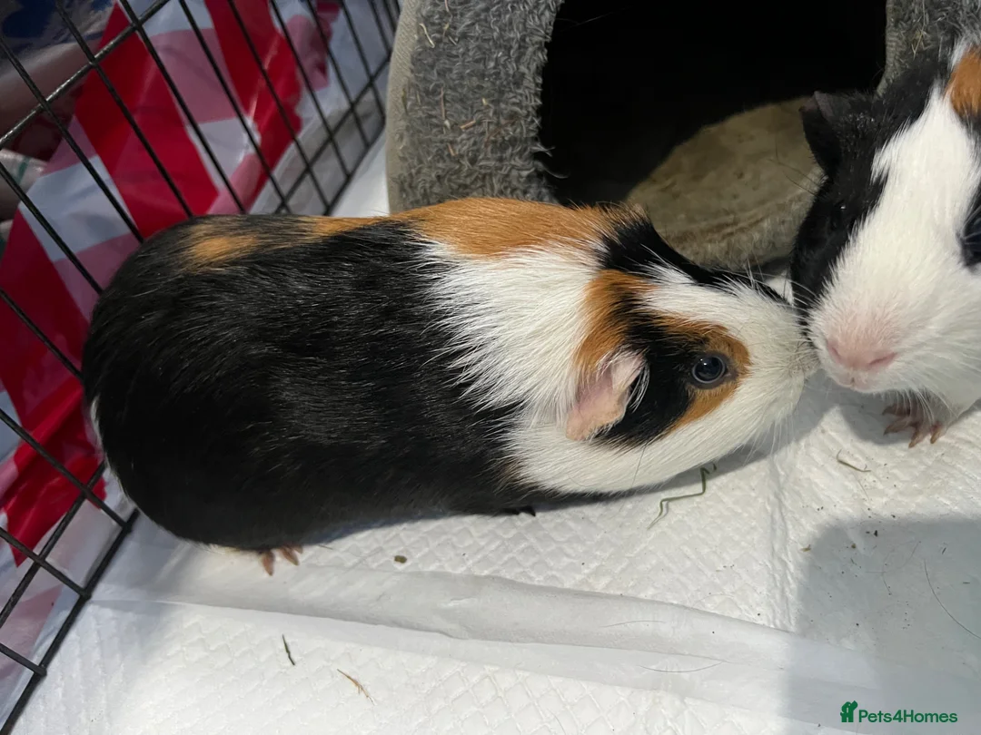 Guinea Pig rodents for sale: Two male guinea pigs  in Manchester - Advert 2