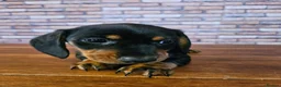 Miniature Dachshund dogs for sale: Dachshund miniature Pups Black & tan 11th of April in Ashford - Advert 16