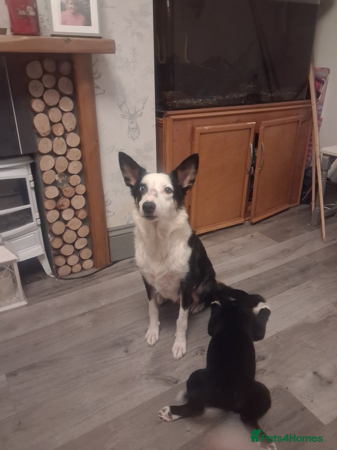 Border Collie dogs for sale: Border collie puppy ready now - Advert 4