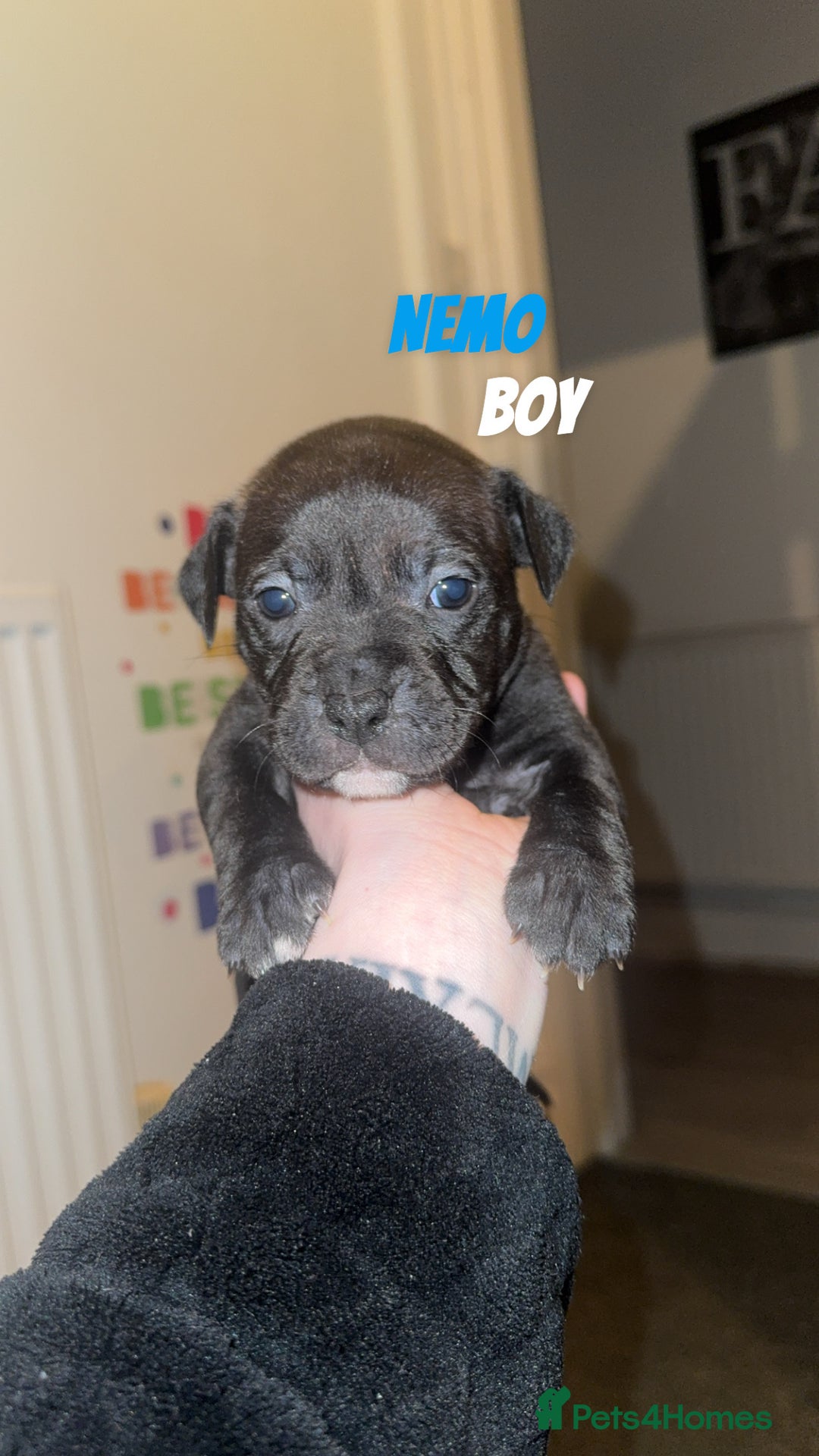 Mixed Breed dogs for sale: 7 Beautiful Staffys left - Advert 8