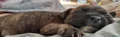 Breed Puppy 1