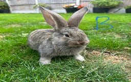Continental Giant rabbits for sale: Two Male Continental Giant Rabbits For Sale  - Image 1