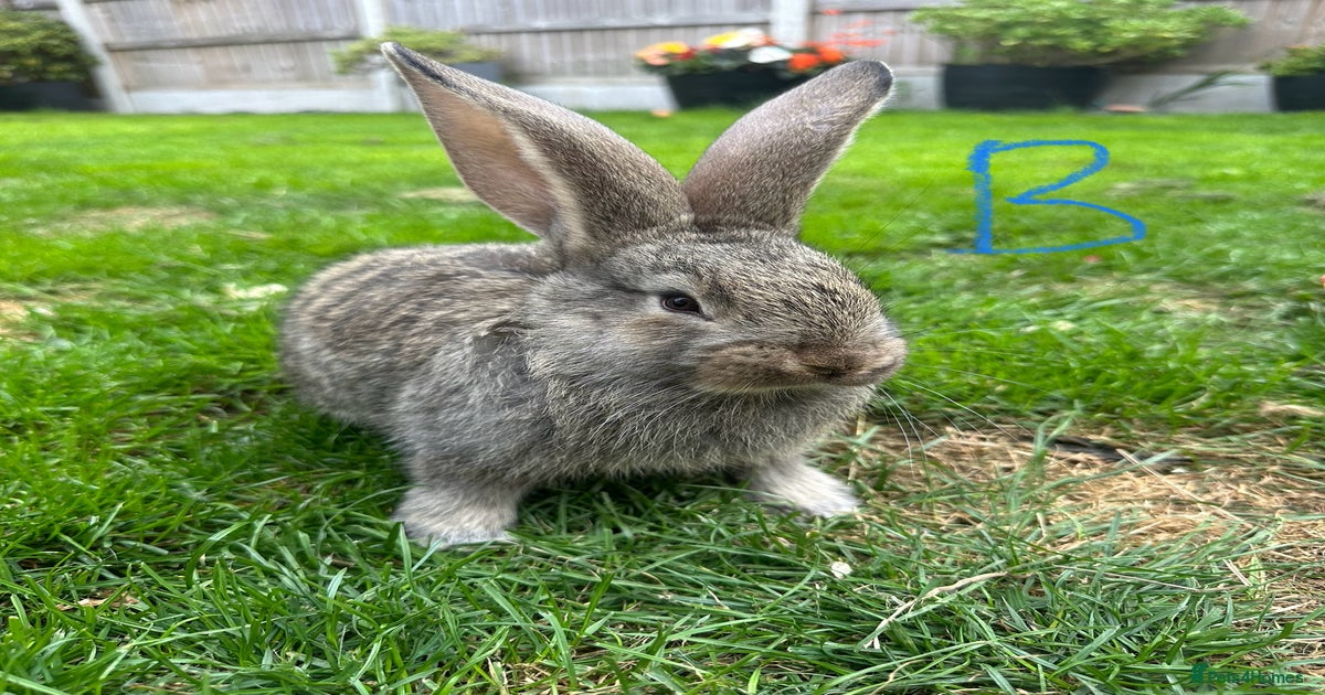 Two Male Continental Giant Rabbits For Sale for sale in Doncaster ...