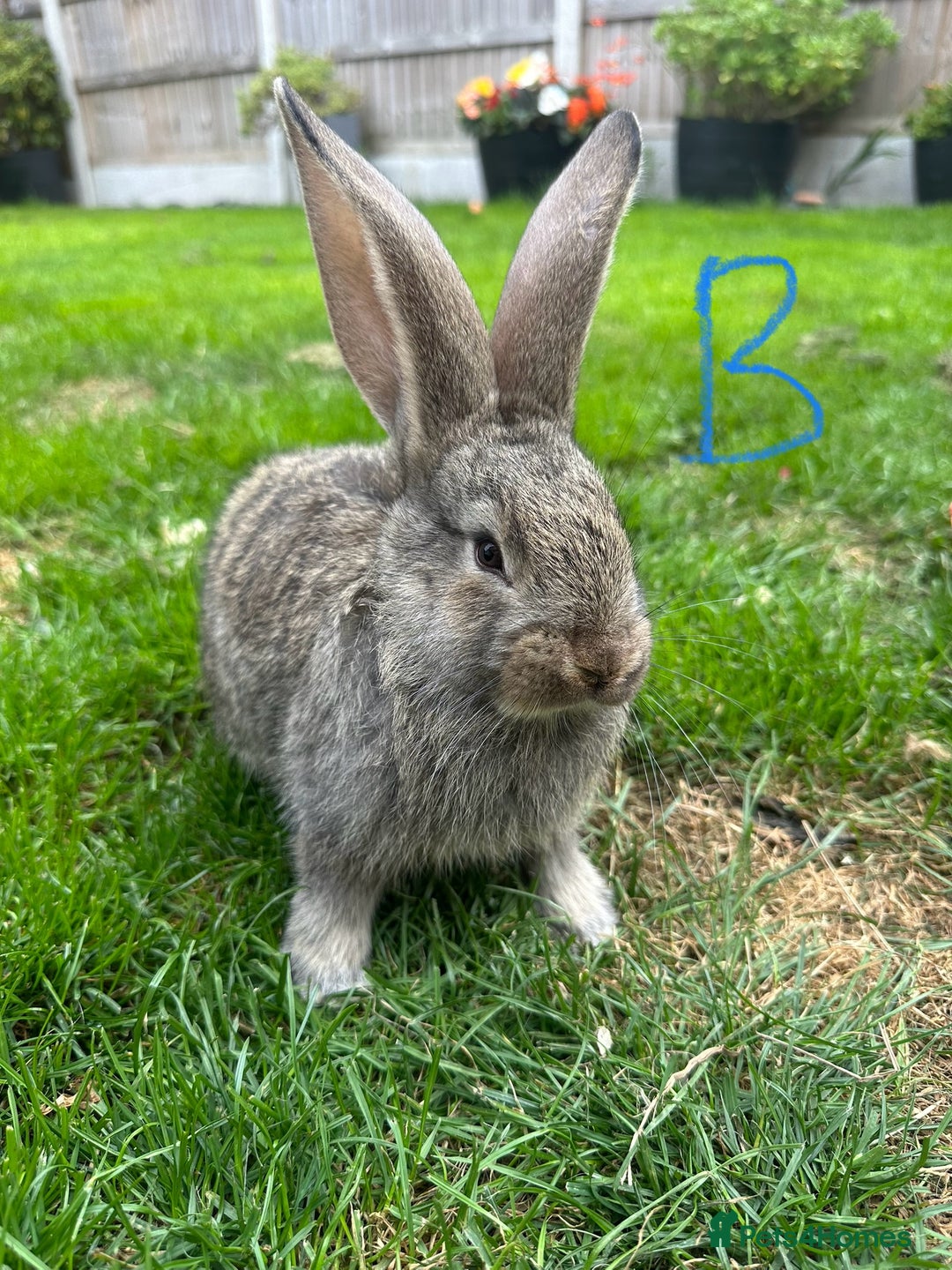 Continental Giant rabbits for sale: Two Male Continental Giant Rabbits For Sale  - Image 1